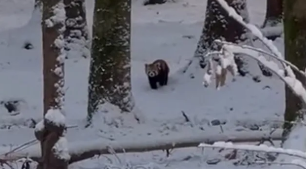 Arratisje në borë: Pandat e kuqe largohen nga kopshti zoologjik zviceran