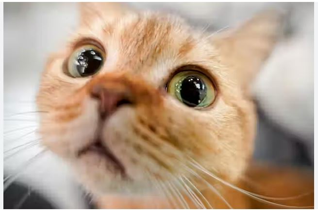 Macet sot kanë ditën e tyre