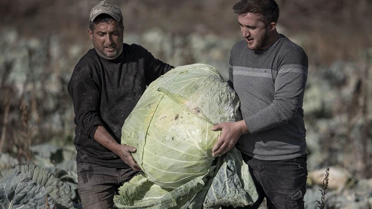 Fermerët në Turqi kultivuan lakër gjigante me peshë mbi 50 kilogramë