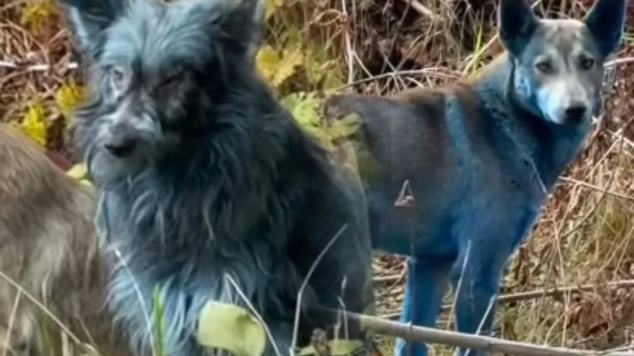 Mister në Çernobil, qentë shfaqen të kaltër – kërkohet shpjegim