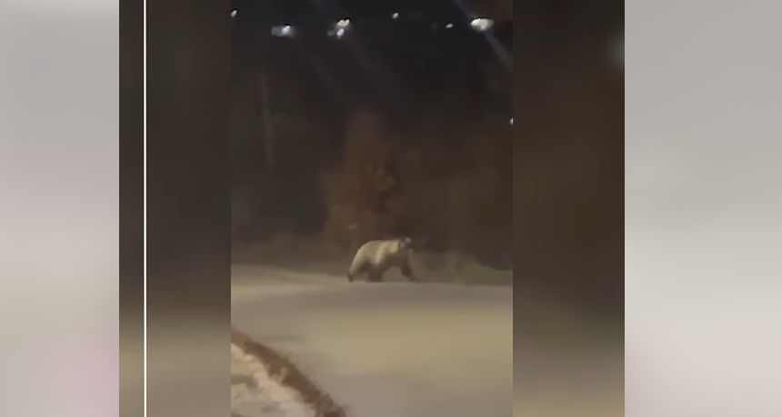 Arusha shihet duke endur në fshatin Zaplluxhe të Dragashit