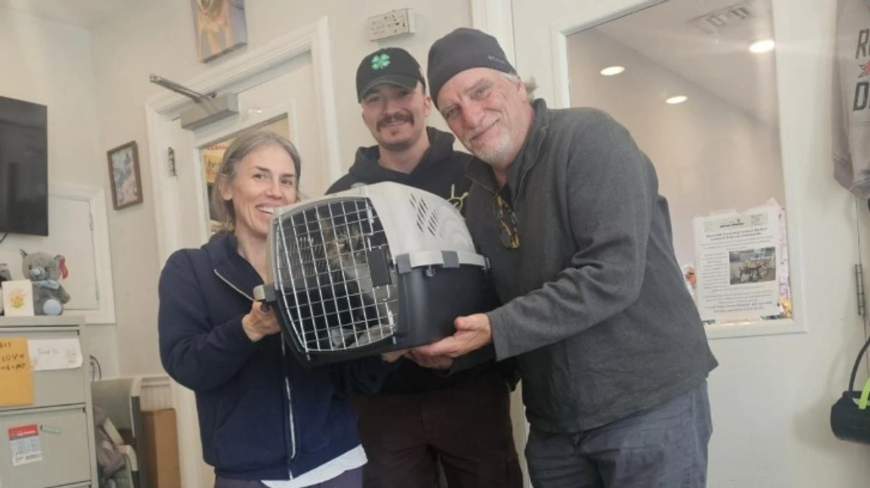 Macja e zhdukur gjendet pas 10 vjetësh