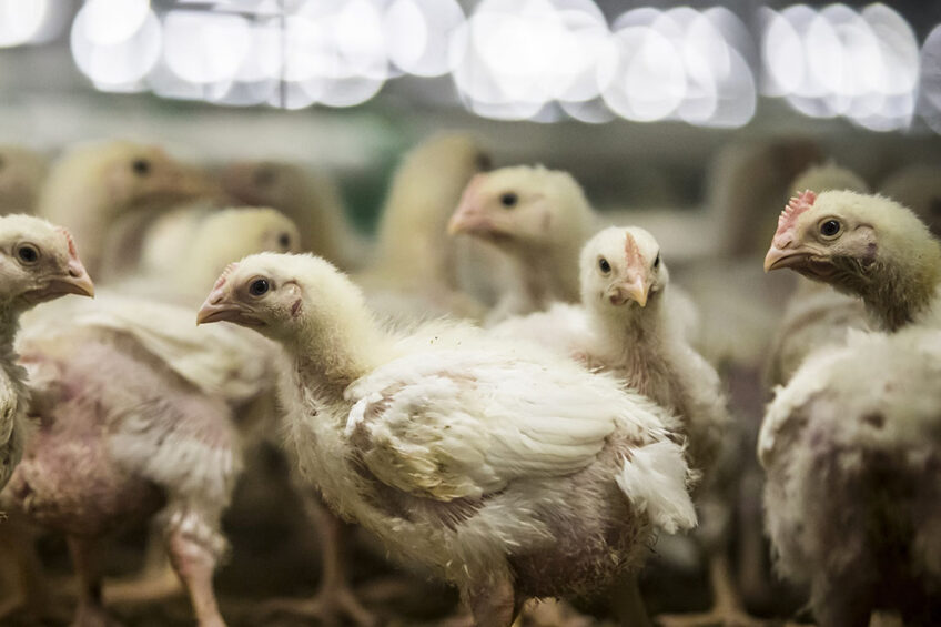 AUV-i heq ndalesën e importit për kafshët e gjalla dhe shpezët nga Shqipëria