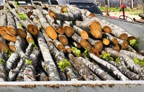 Një person shoqërohet në polici për transport të paligjshëm të druve