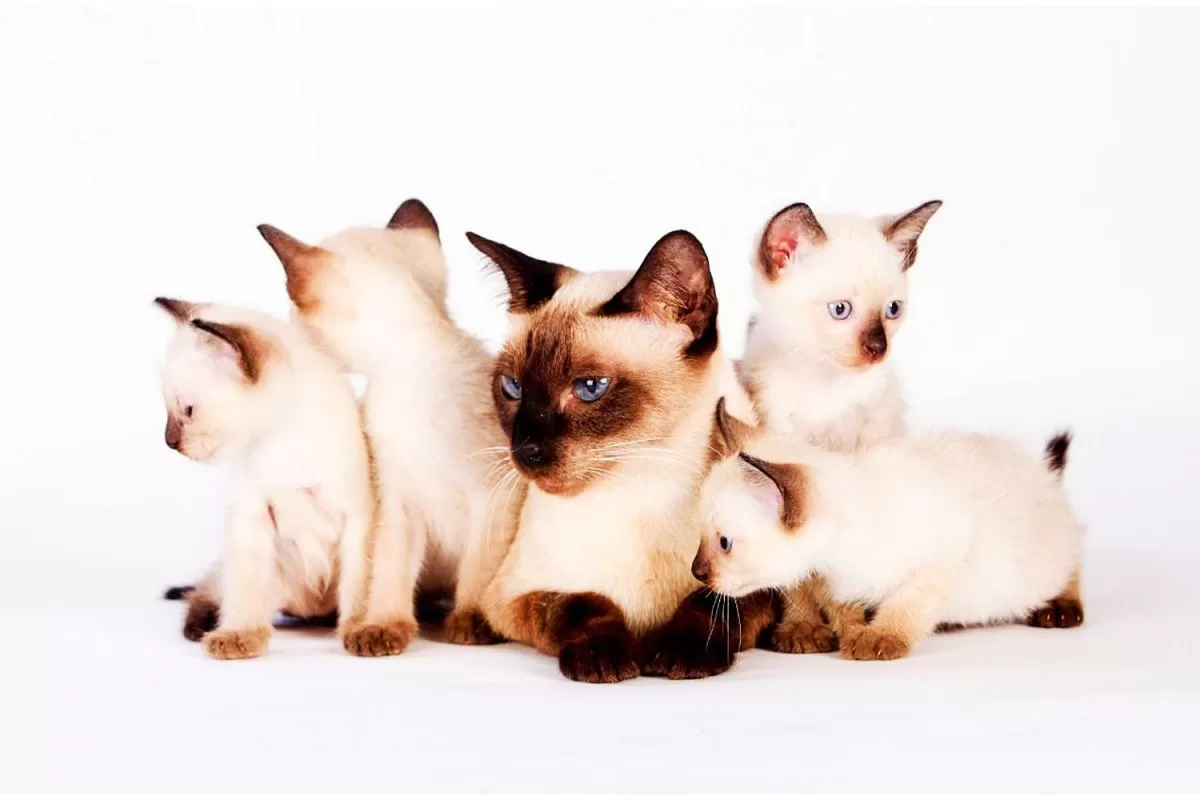 Tajlanda shpall macet simbole kombëtare