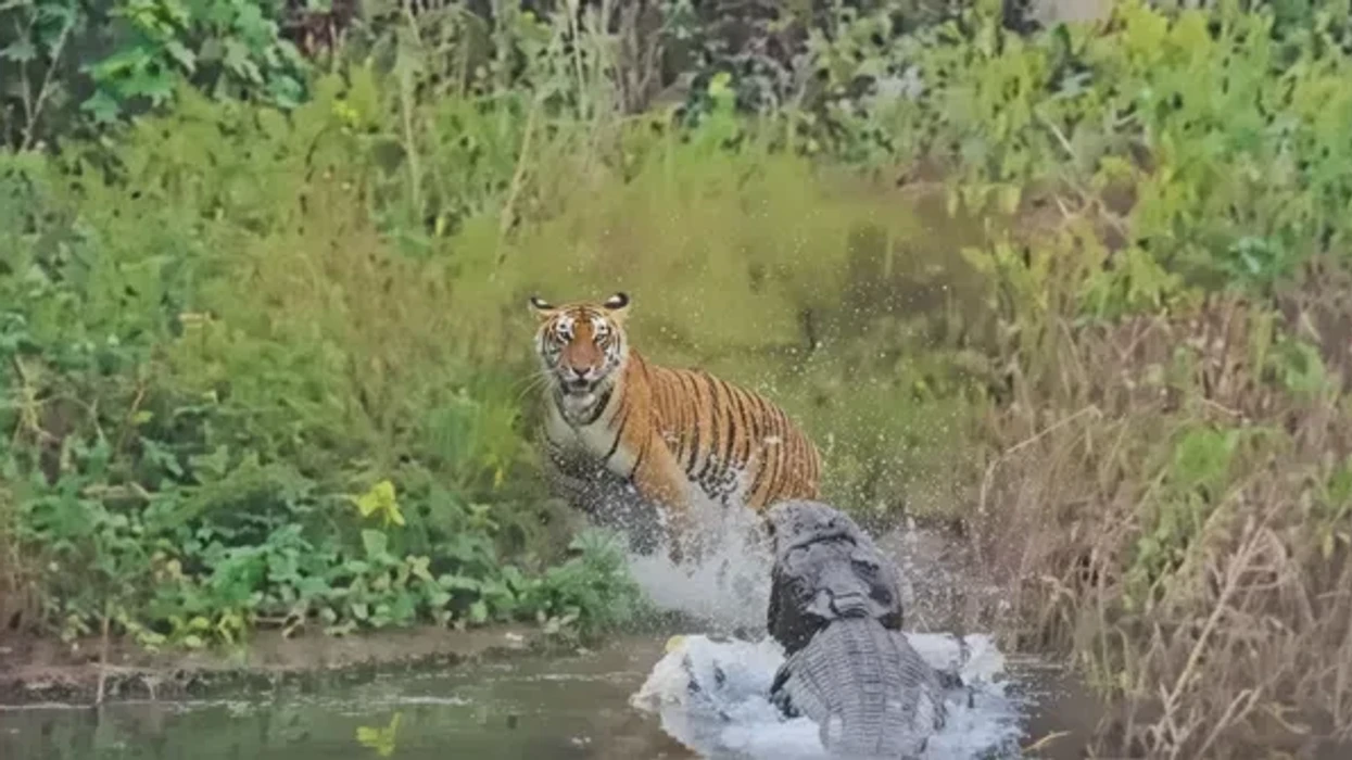 Tigri shpëton me sekonda nga sulmi i krokodilit, pamje virale