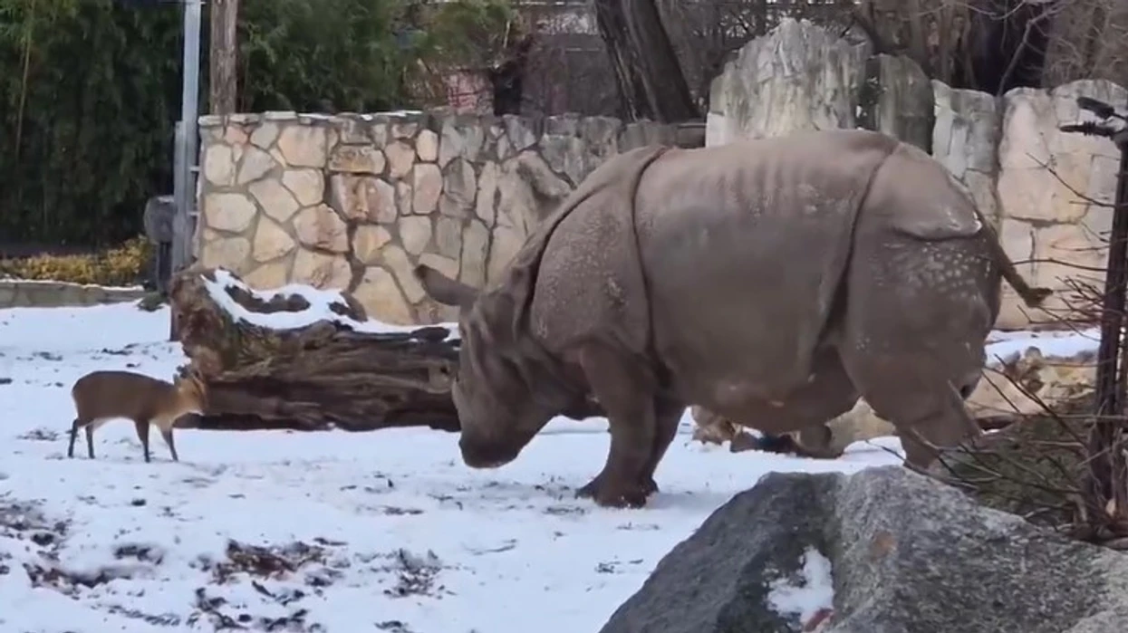 Një dre i vogël sfidon një rinocernt masiv