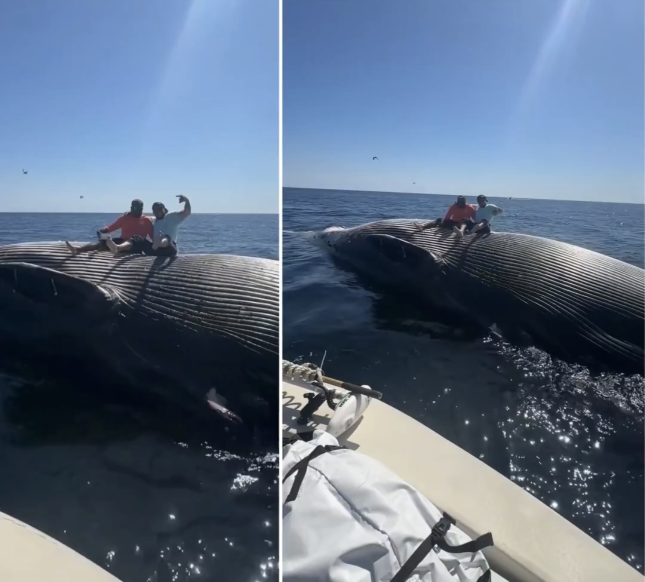 Video tronditëse në rrjete sociale: peshkatarë pozojnë mbi një balenë të ngordhur