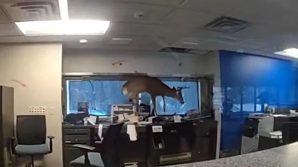 Incident i pazakontë në New York: Një dre futet brenda bankës