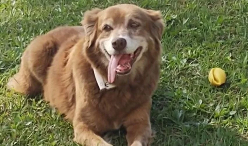 Besnikëria e një qeni çon në ligj të ri në Brazil