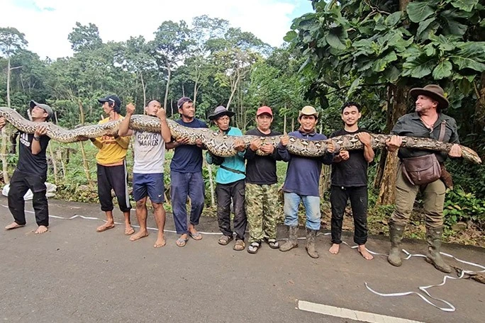Indonezi : Matet gjarpri më i gjatë i regjistruar ndonjëherë