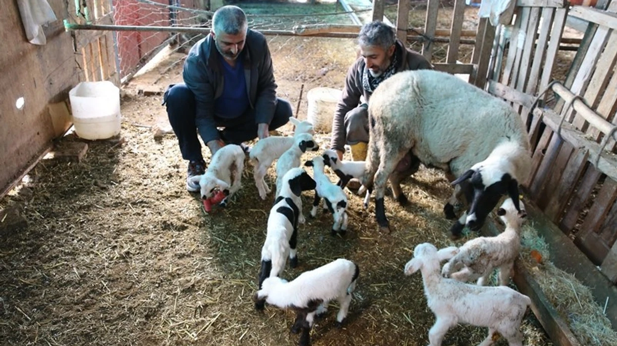 Deleja në Turqi lind 9 qengja në një pjellë të vetme