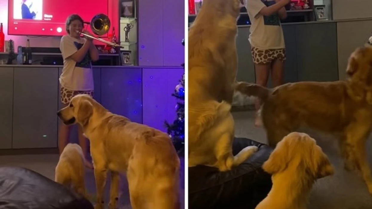 Reagimi i tre qenve “golden retriever” nga tromboni, videoja bëhet virale në TikTok