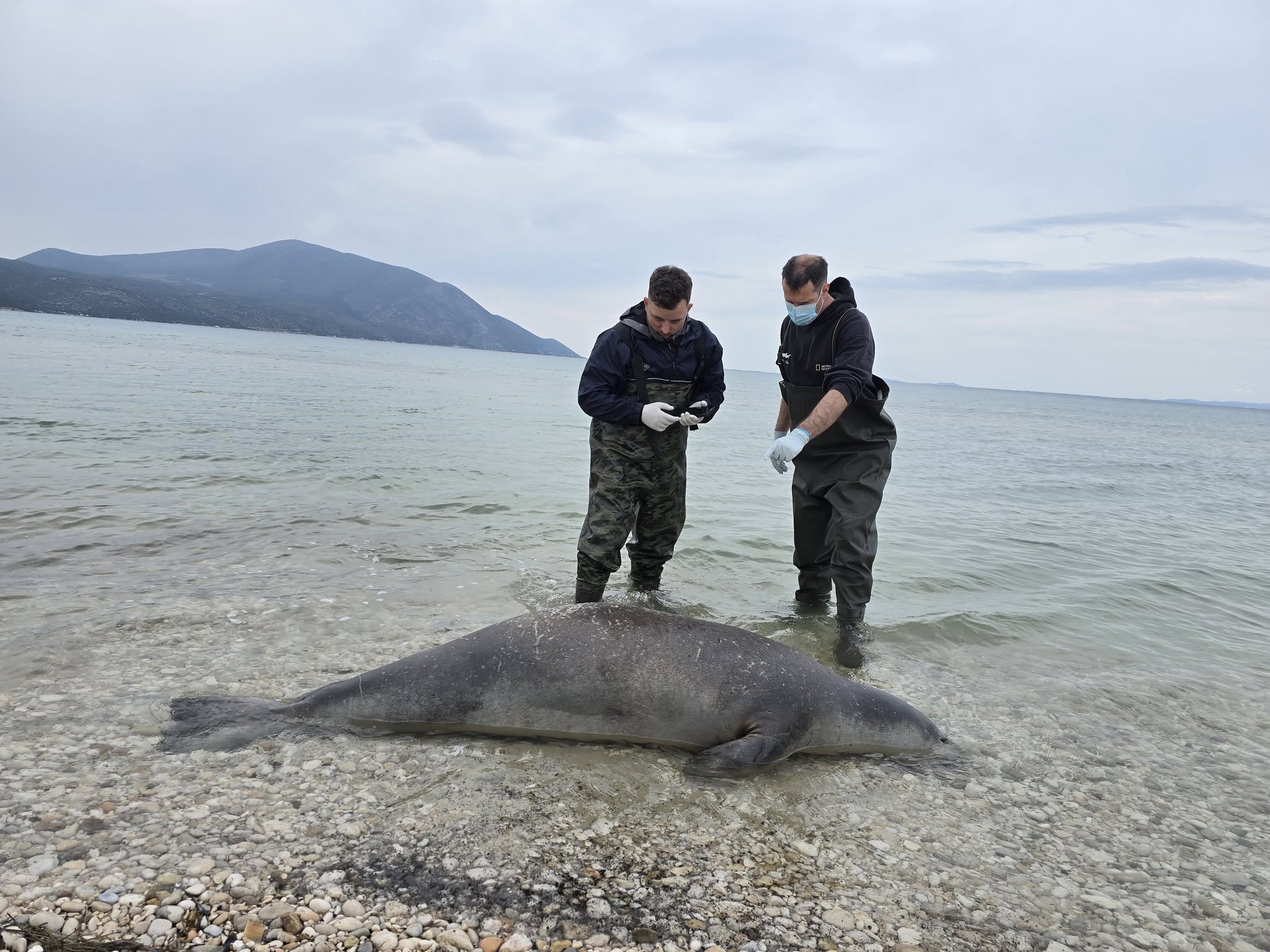 Gjendet e ngordhur një fokë e rrallë e Mesdheut në Vlorë