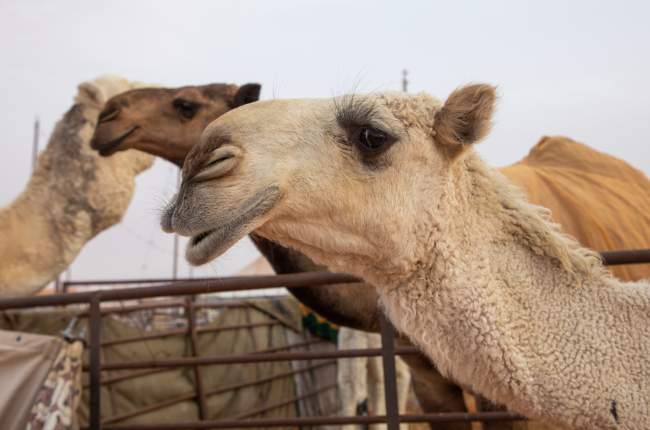 20 deve u skualifikuan nga konkursi vjetor i bukurisë në Oman, për shkak të ndërhyrjeve estetike