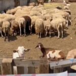 Sërish shfaqet murtaja e deleve në Shqipëri